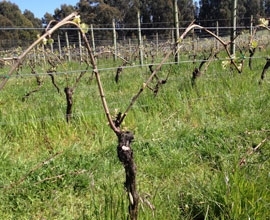 Moondarra Vineyard