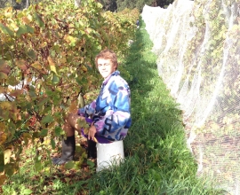 Charlie picking Studebaker Vineyard