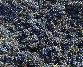 Conception grapes for Winemaking