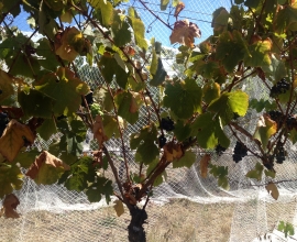 Kevin the vine 13 February 2013