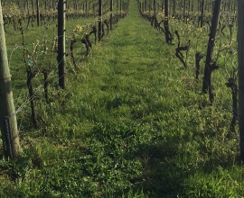 Vineyard in Spring