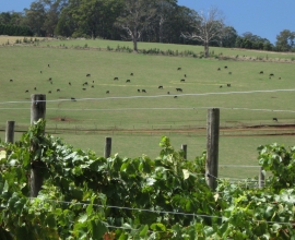 Moondarra Paddocks